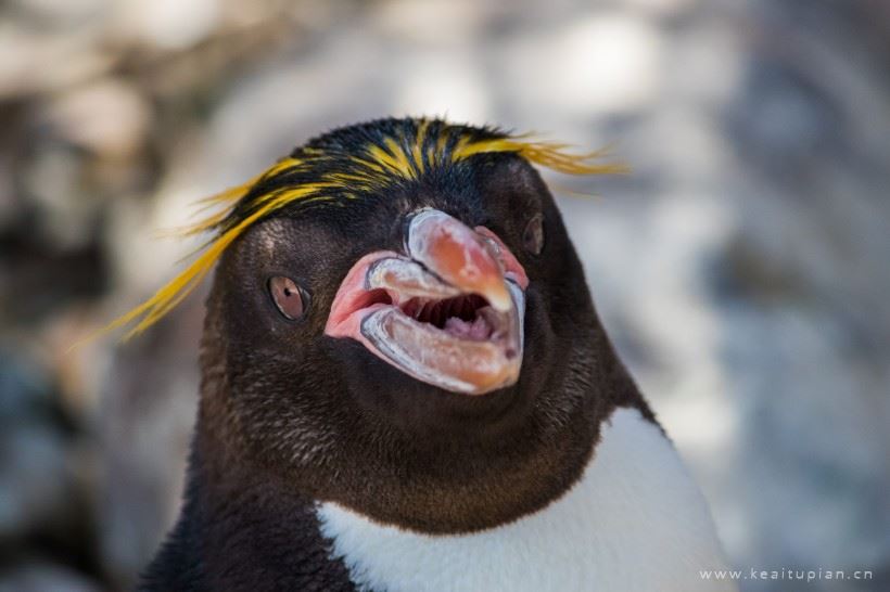 鸟类动物里最会游泳的企鹅高清可爱图片大全