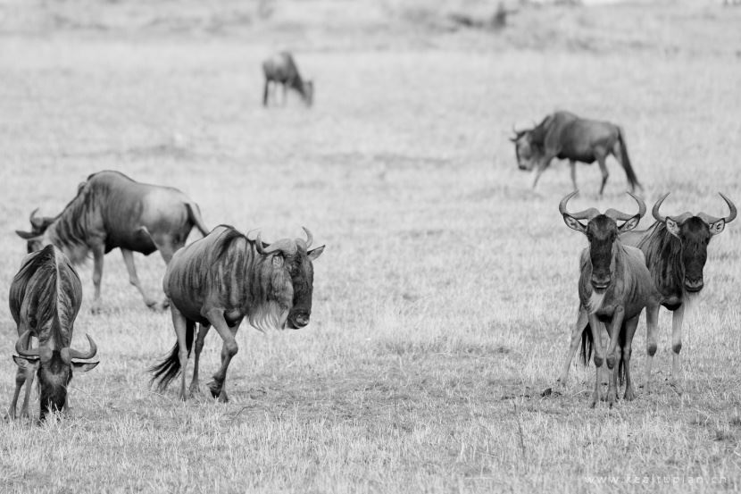 角马图片-唯美非洲草原的角马图片大全