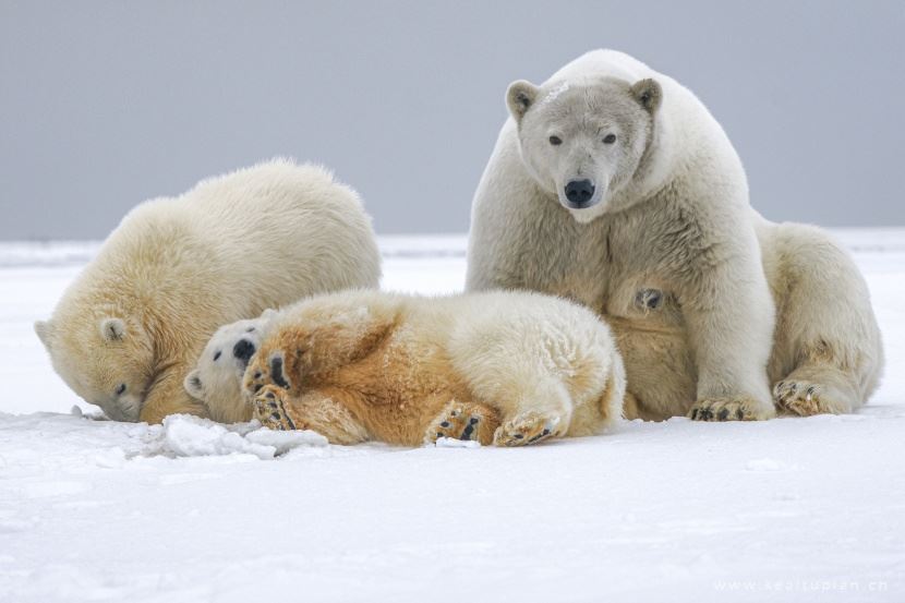 北极熊图片-唯美灵敏的北极熊图片大全