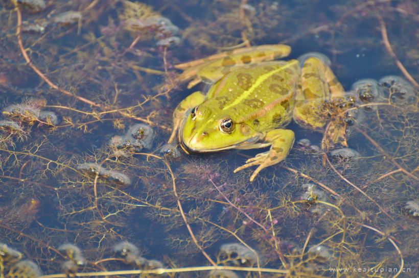 青蛙图片-漂亮的池塘里的青蛙图片大全