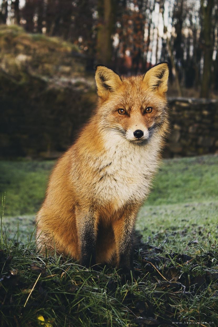 狐狸图片-漂亮的聪明狡猾的狐狸图片大全
