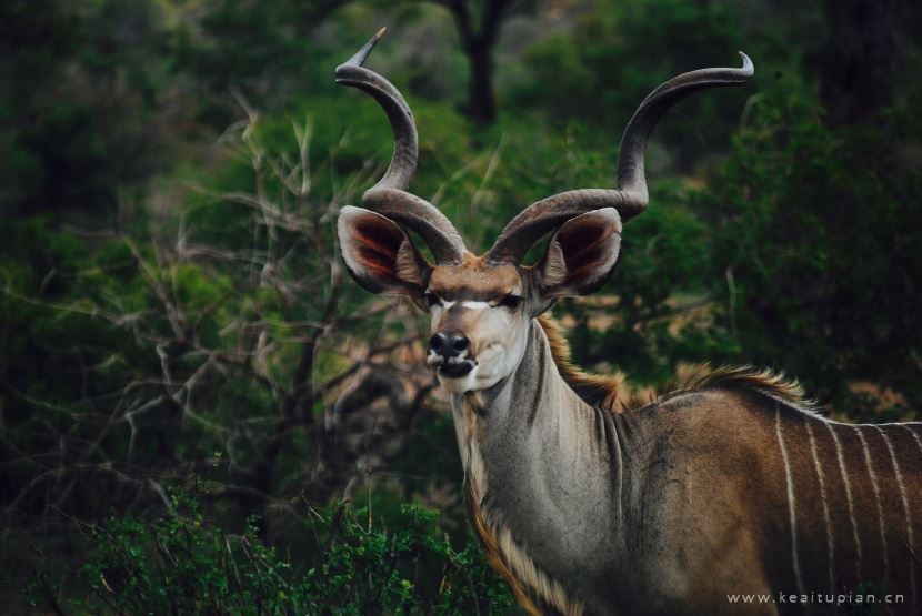 扭角林羚图片-漂亮的敏捷活泼的扭角林羚图片大全