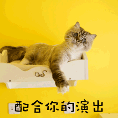 萌宠宠物实景猫咪猫咪表情包图片