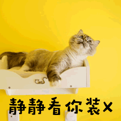看你装X萌宠猫搞笑GIF动图表情包图片