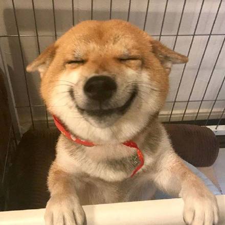 微笑的可爱柴犬高清图片