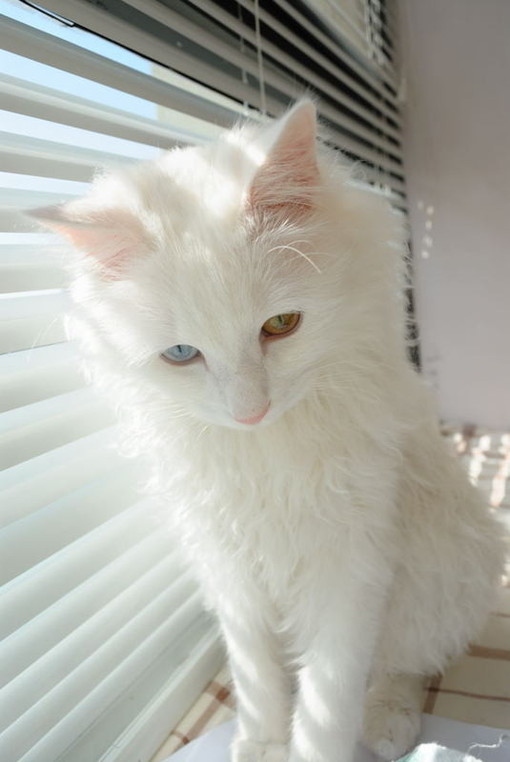 可爱的白猫公主