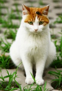 可爱猫咪的绿色小清新世界