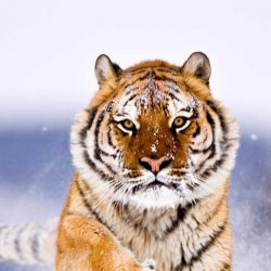 雪地中的老虎高清壁纸图片下载