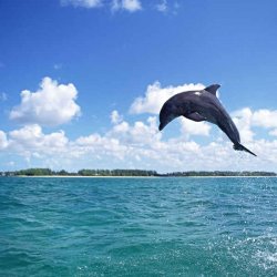 人类的好朋友海豚跃出水面的高清图片大全
