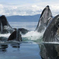 高清海洋动物鲸鱼和鲨鱼壁纸图片