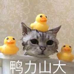 炒鸡可爱的动物表情包图片