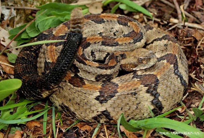 毒蛇图片-漂亮的冰冷危险的毒蛇图片大全