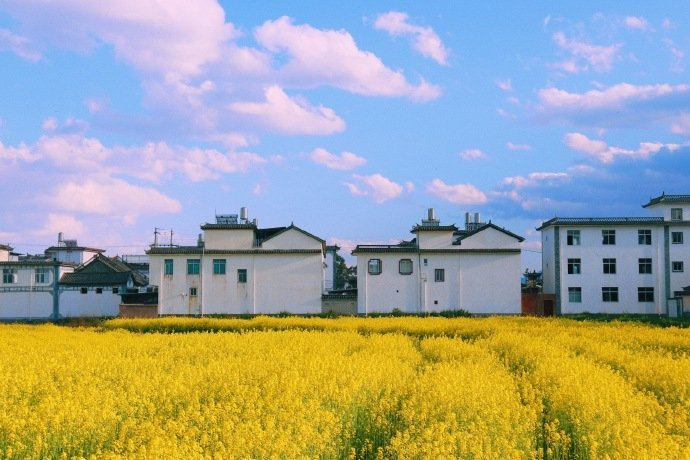日系唯美田园油菜花风光图片大全