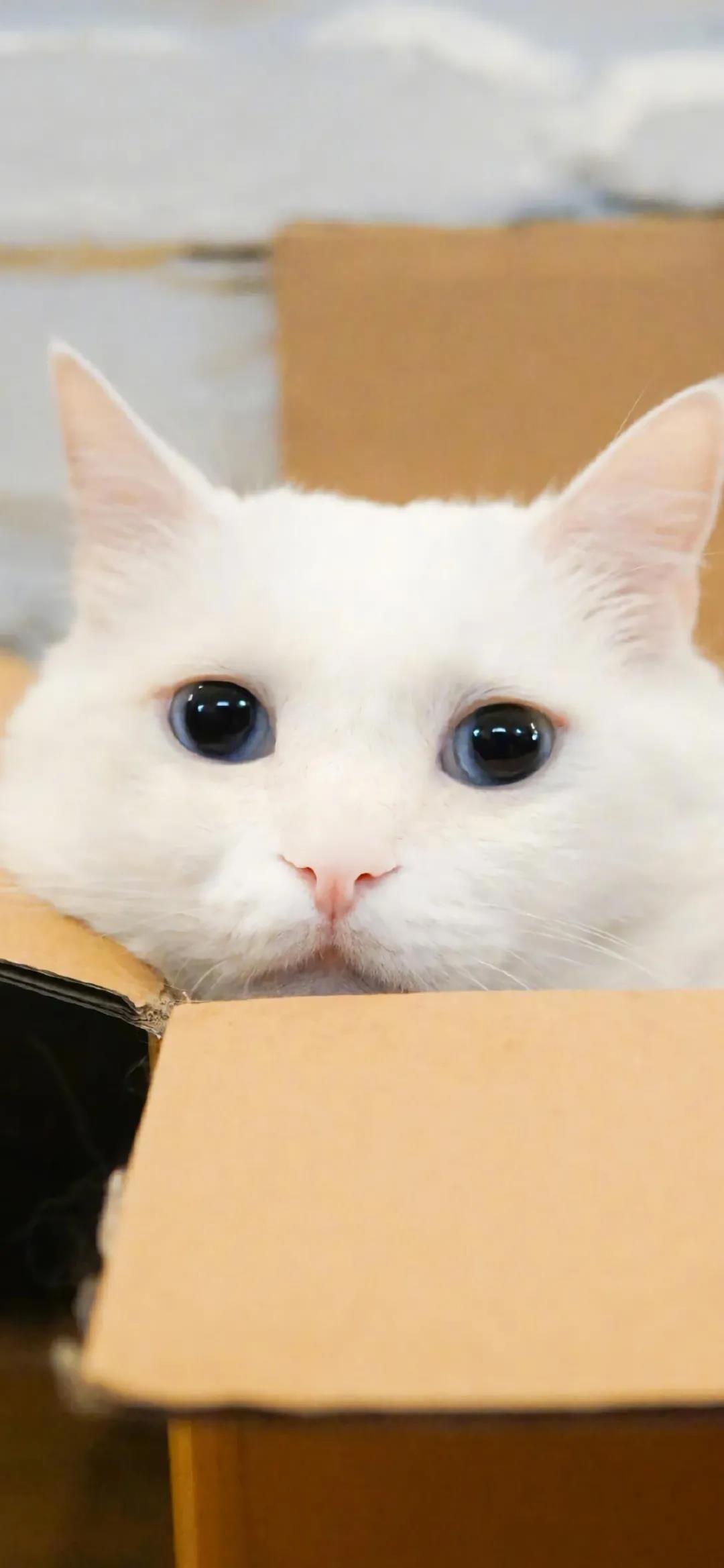 可爱漂亮的白毛猫咪手机壁纸图片