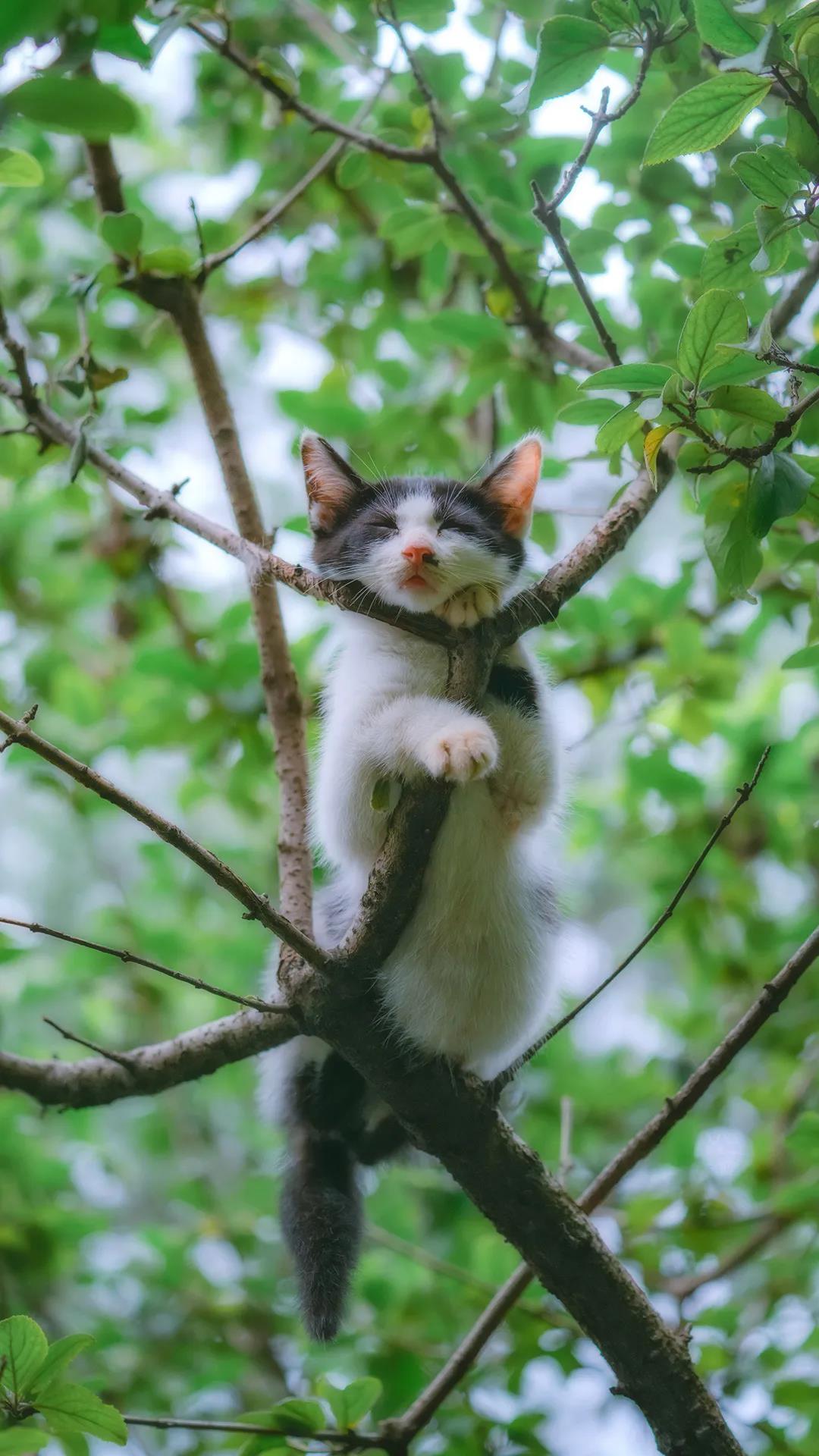 身手矫健上房上树的可爱猫咪手机壁纸图片
